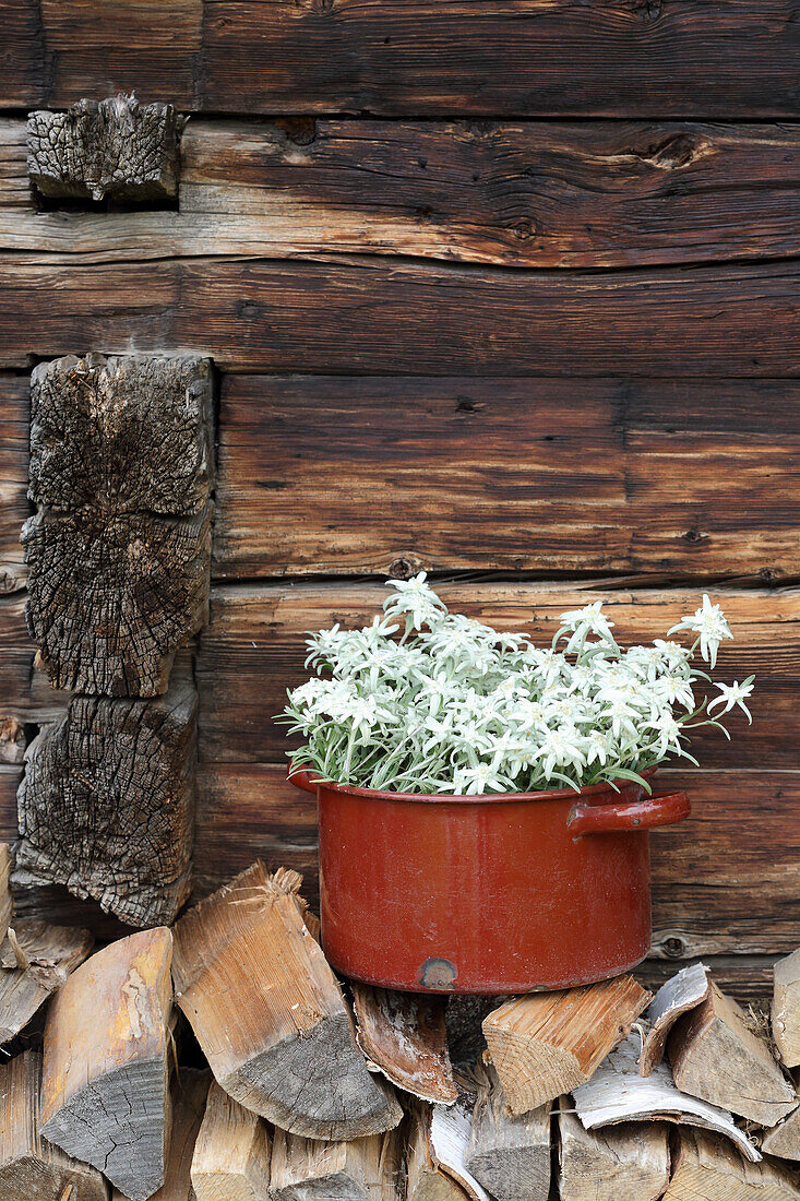 Edelweiss (Leontopodium nivale) in a pot
