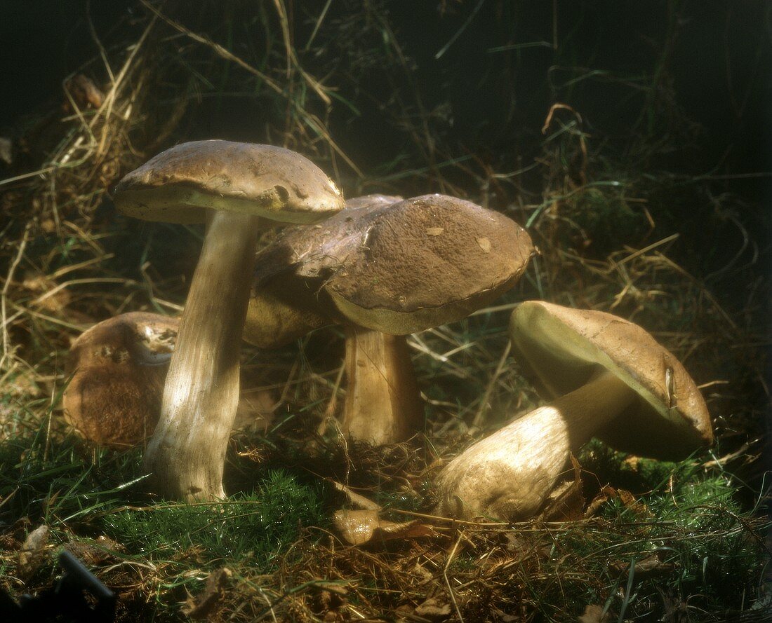 Steinpilze auf Waldboden