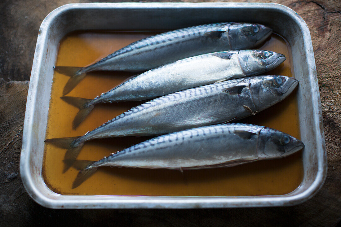 Mackerel