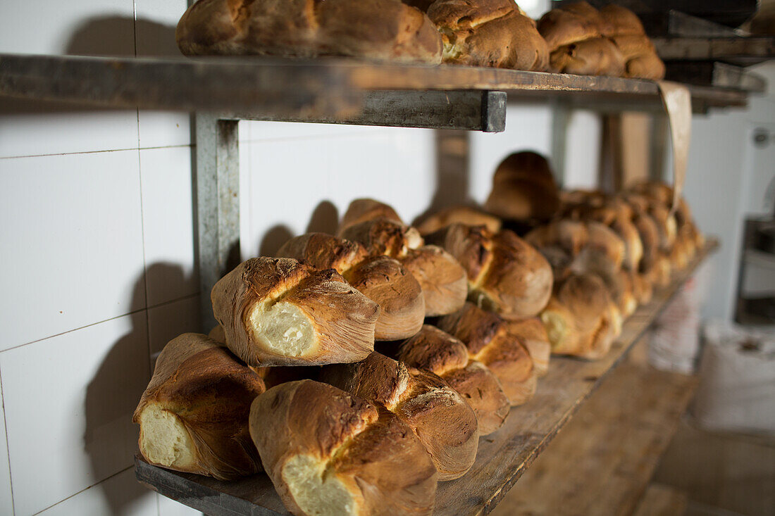 Pane di Altamura (Italian durum wheat bread) in a bakery