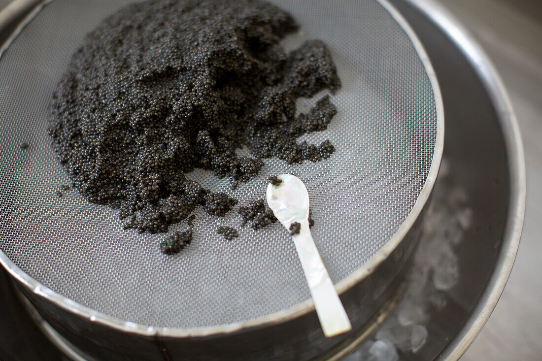 Kaviarernte - frischen Kaviar durch ein Sieb reiben