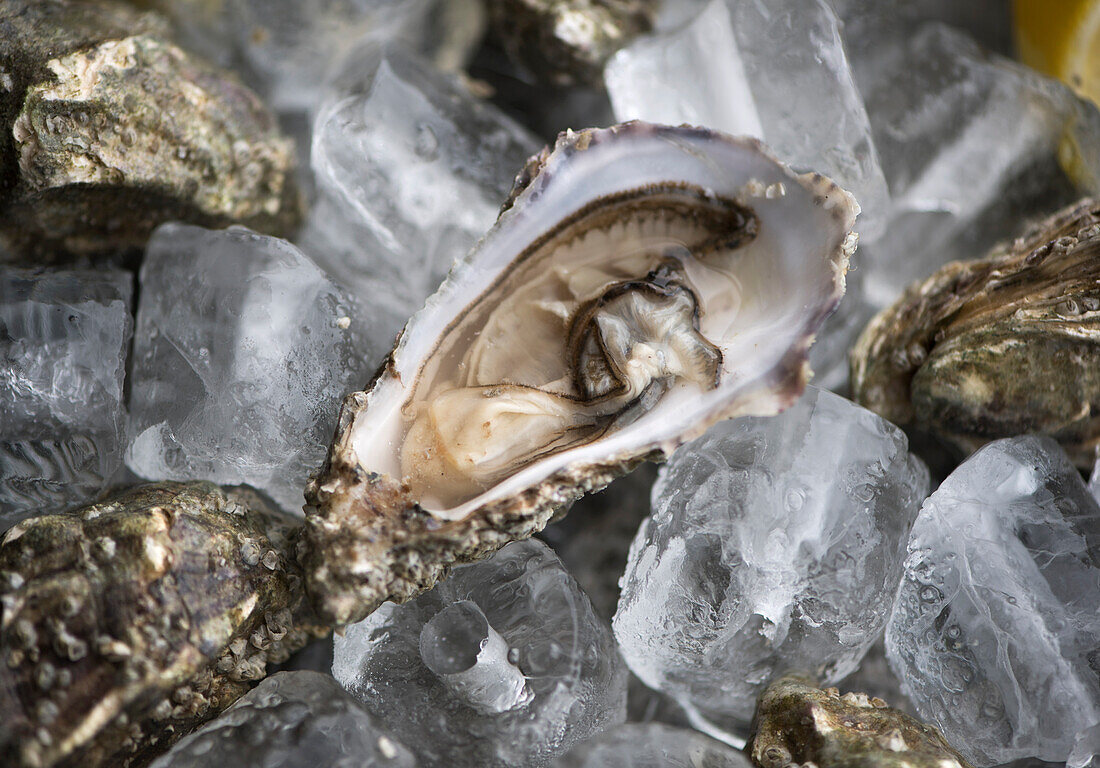 Fresh oysters on ice