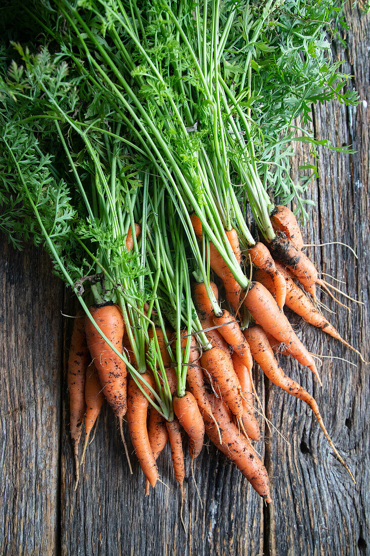 Carrots with greens, freshly harvested