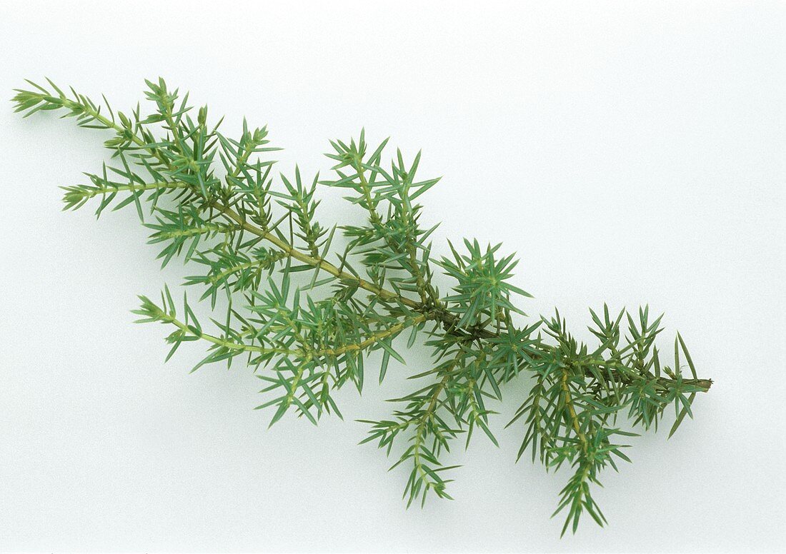 Ein Zweig Wacholder (lat. Juniperus communis)