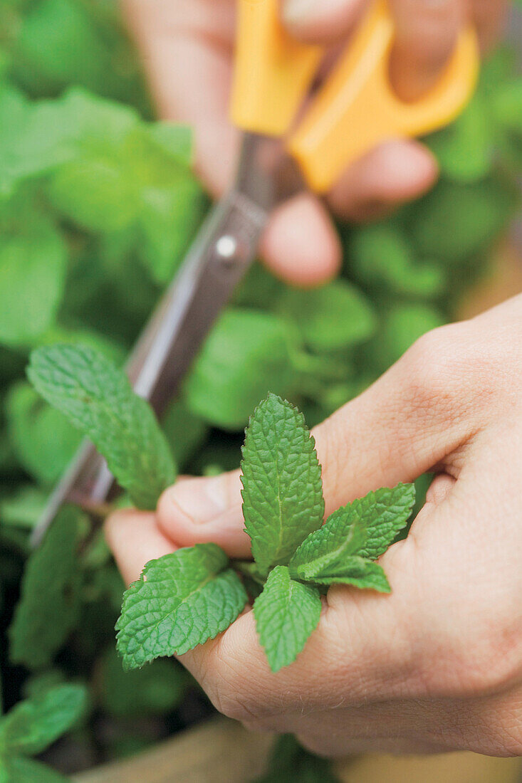 Cutting fresh mint