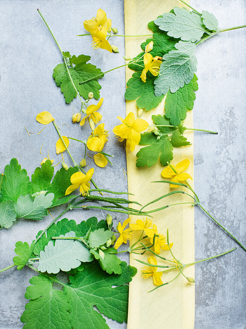 Marsh marigolds (Caltha palustris) on stone background