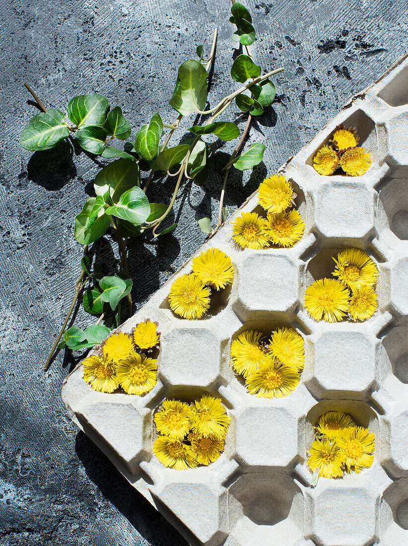 Green leaves and dandelion flowers in cardboard tray