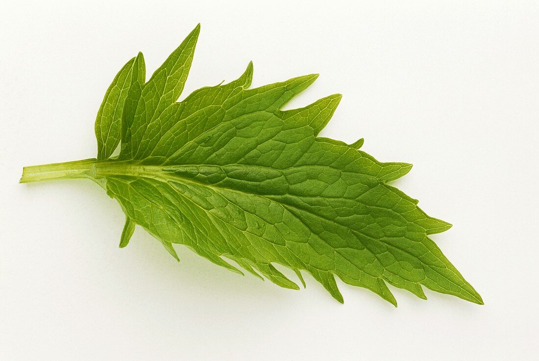 A fresh valerian leaf (Valeriana officinalis)