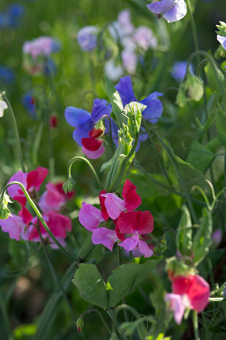 Duftende Platterbse (Lathyrus odoratus)