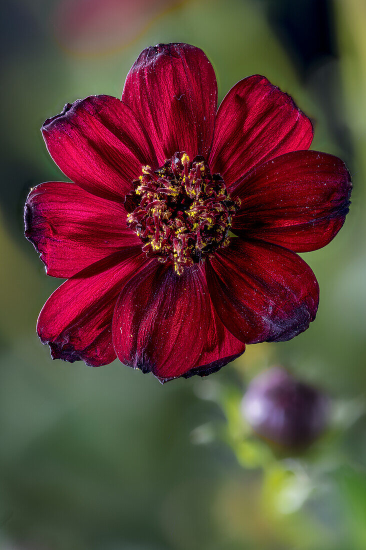 Chocolate cosmos, (Cosmos atrosanguineus)