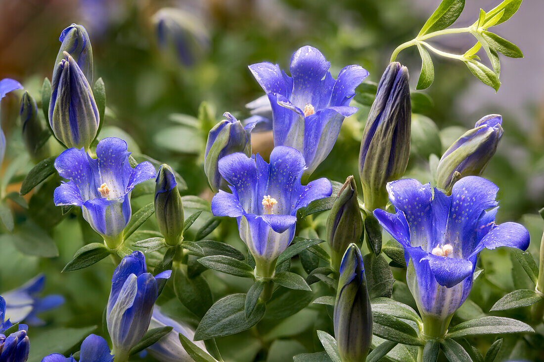 Blüten vom Japanischen Herbstenzian (Gentiana scabra)