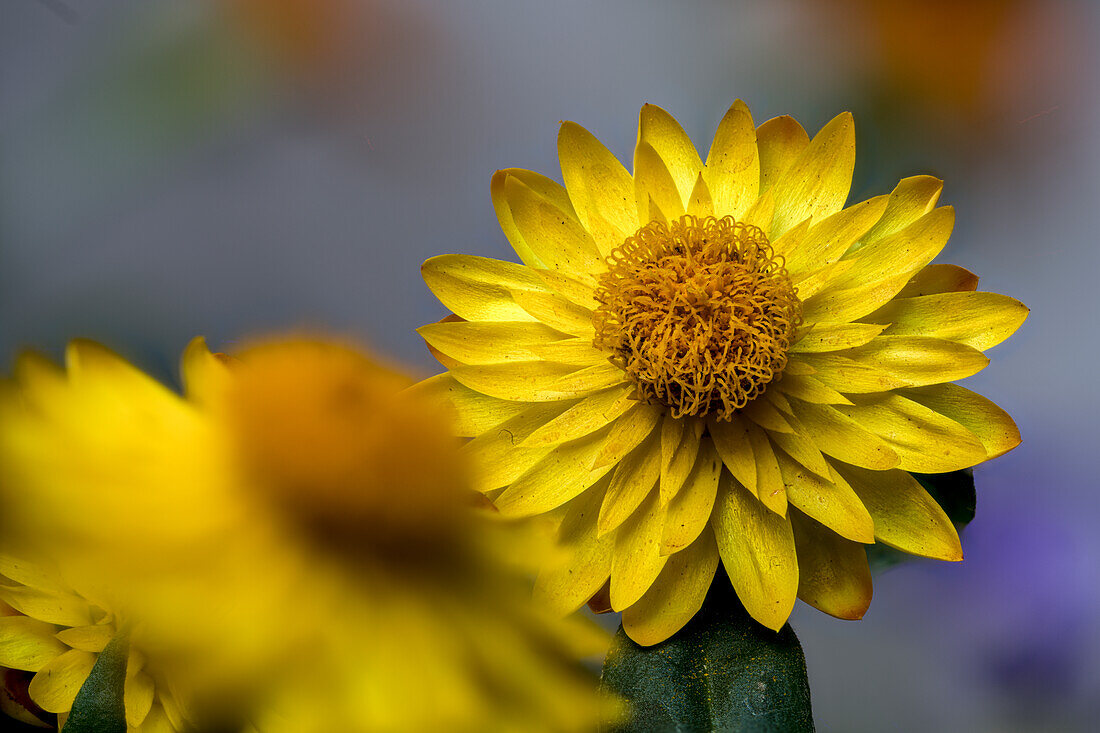 Strawflower (Helichrysum bracteatum), flowers