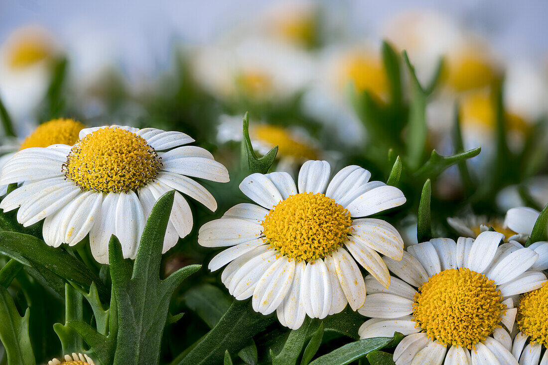 Blossoms of the Marguerite daisy (Argyranthemum frutescens)