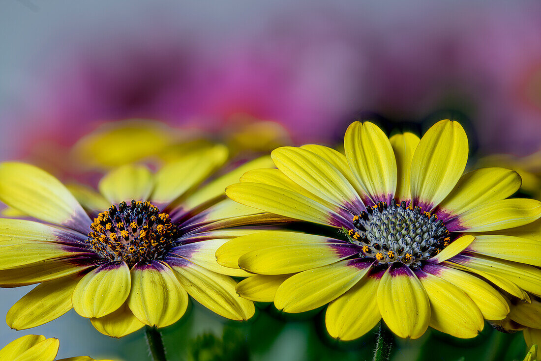 Gelber Blütenstand der Kapmargerite, Kapkörbchen (Osteospermum)