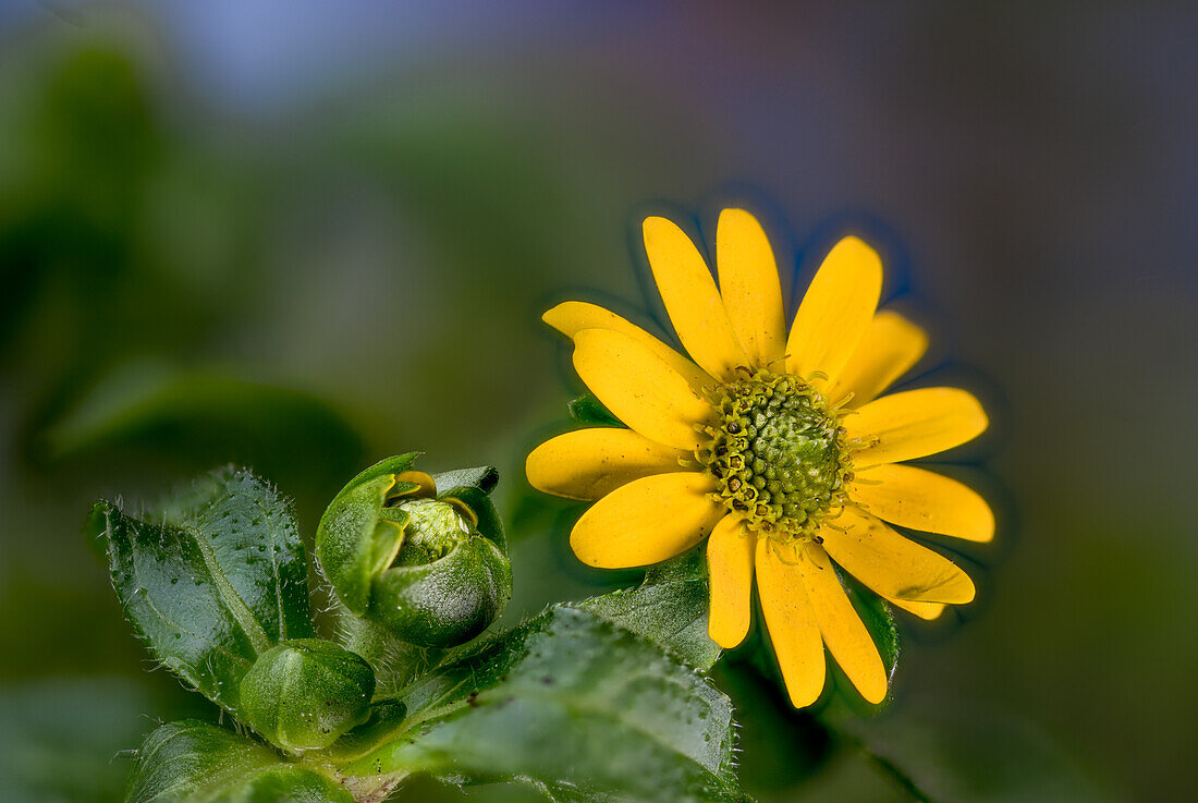 Husarenknopf (Sanvitalia procumbens), gelber Blütenstand