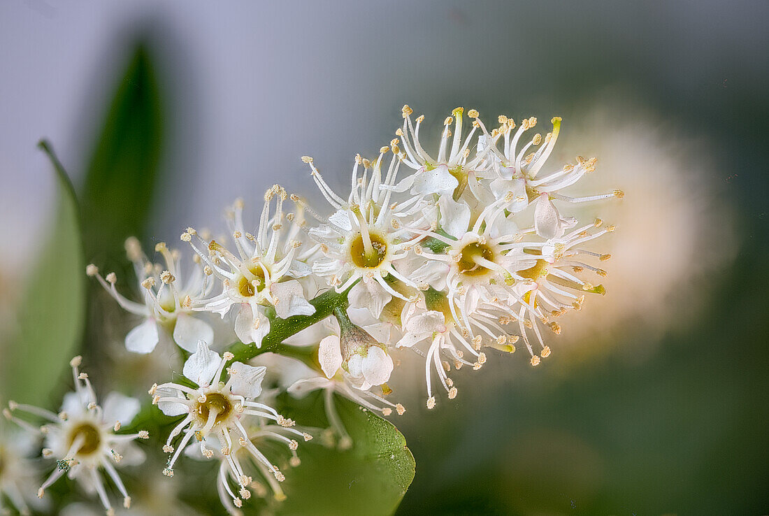 Blüte der Pontischen Lorbeerkirsche (Prunus laurocerasus)