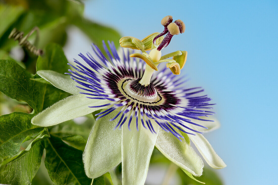 Blaue Passionsblume (Passiflora caerulea)