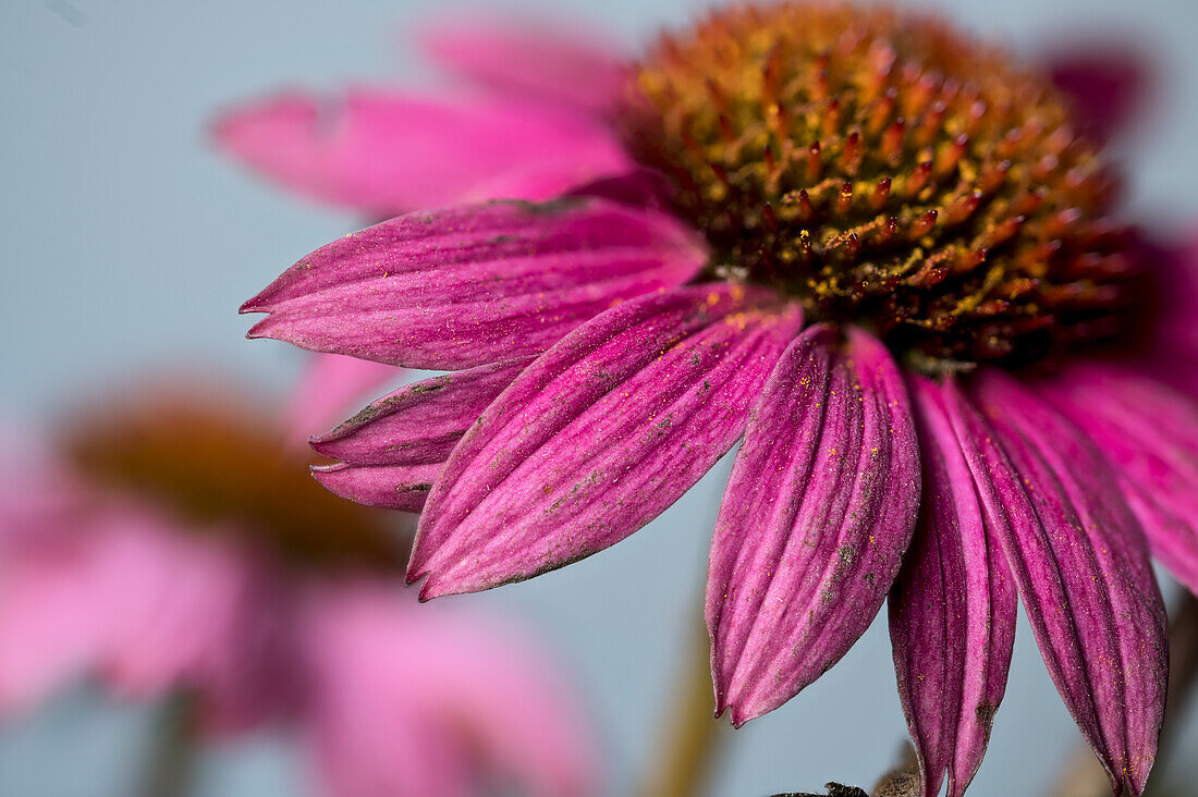 Purpur-Sonnenhut (Echinacea purpurea), Igelkopf, Roter Scheinsonnenhut, Blütenstände