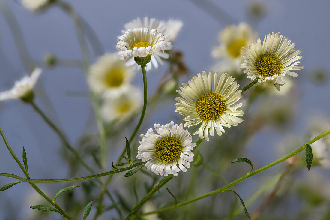 Spanisches Gänseblümchen (Erigeron karvinskianus)