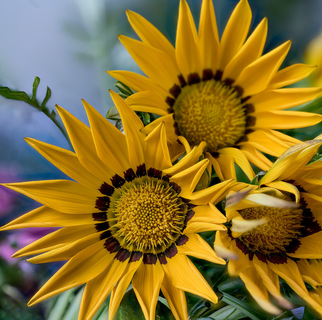 Yellow flowering African daisies (Gazania), midday gold