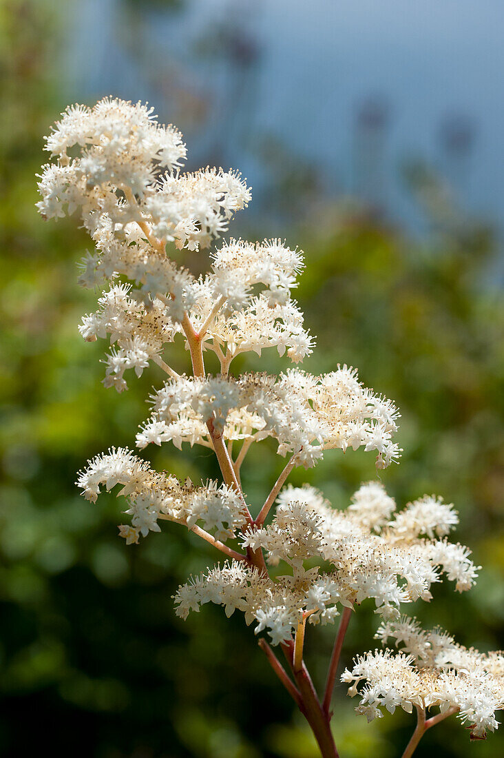 Blühendes Schaublatt (Rodgersia) im Garten