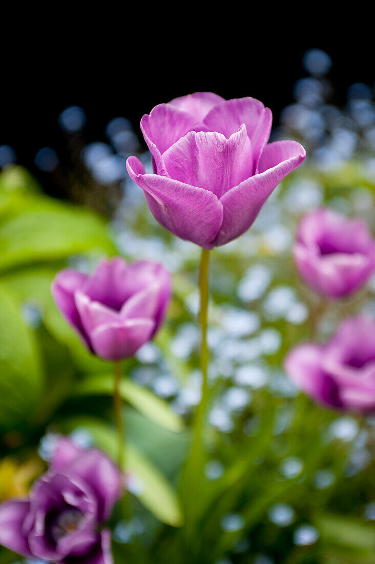 Tulips in a garden