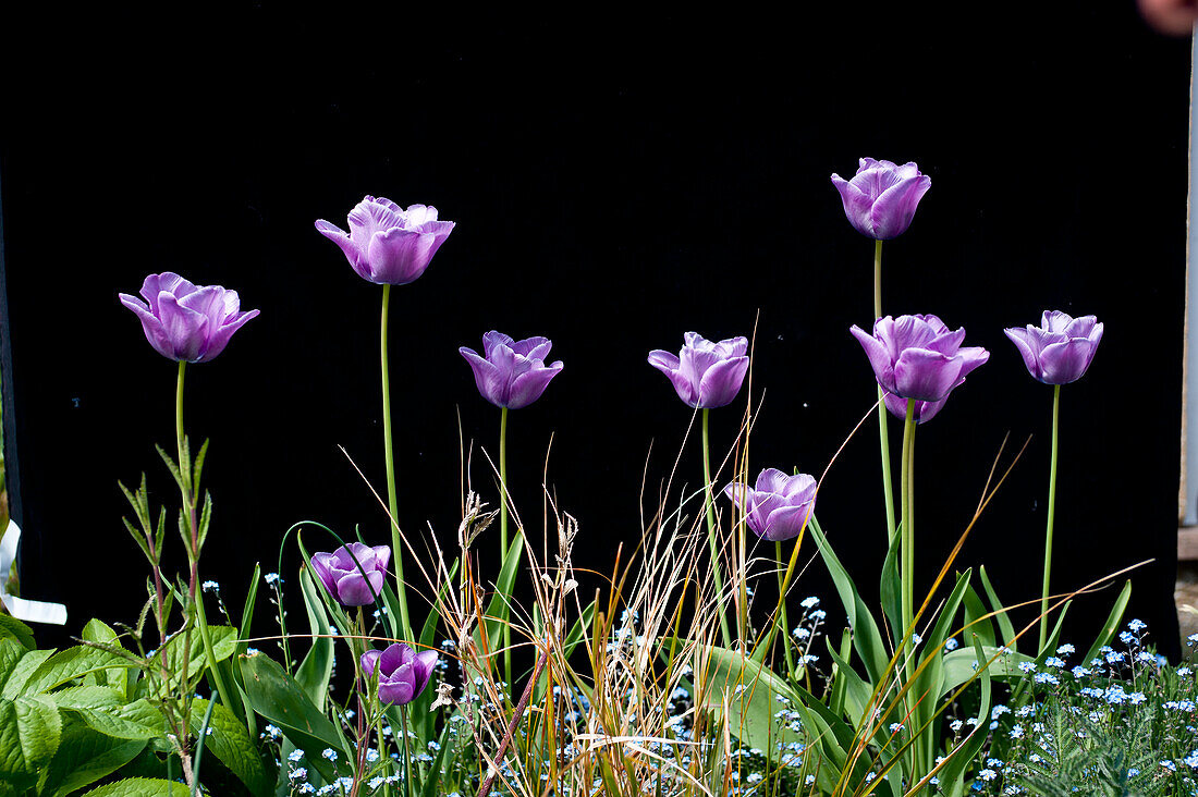 Tulips in a garden against a black background