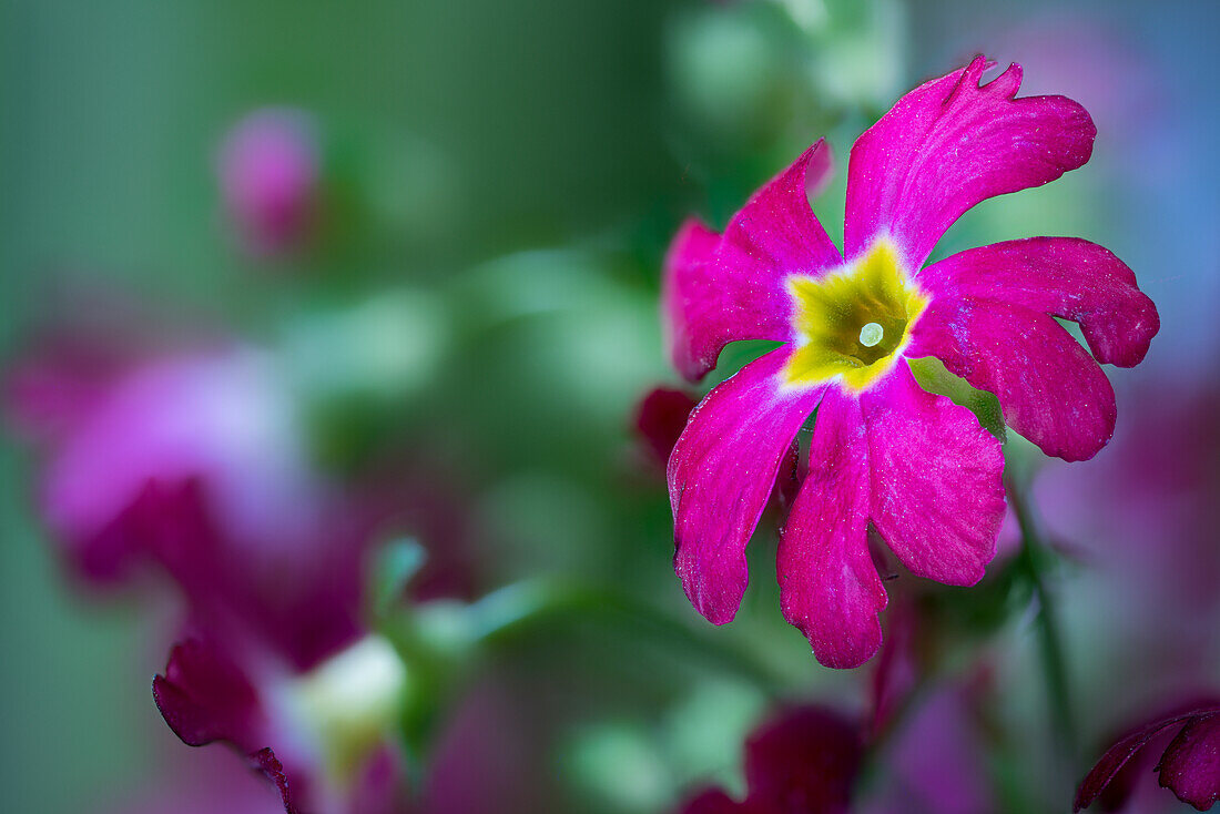 Gartenprimel (Primula), Primulahybride
