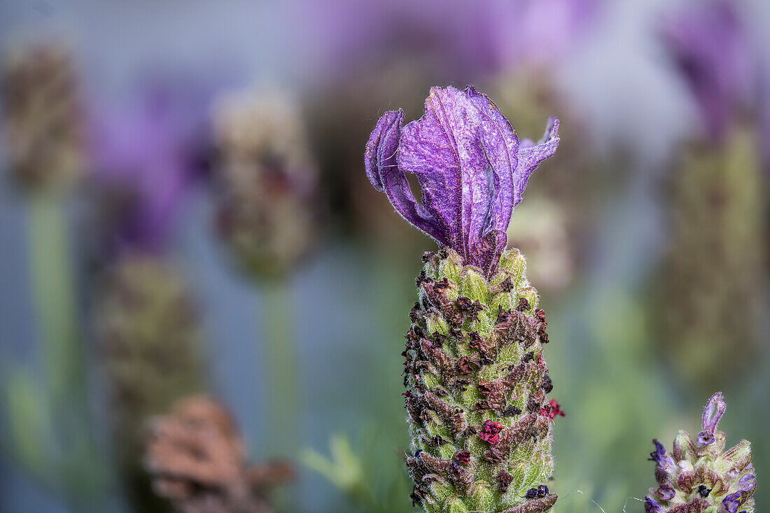 French lavender (Lavandula stoechas), single flower