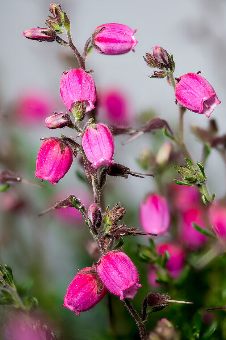 Irische Glockenheide (Daboecia cantabrica)