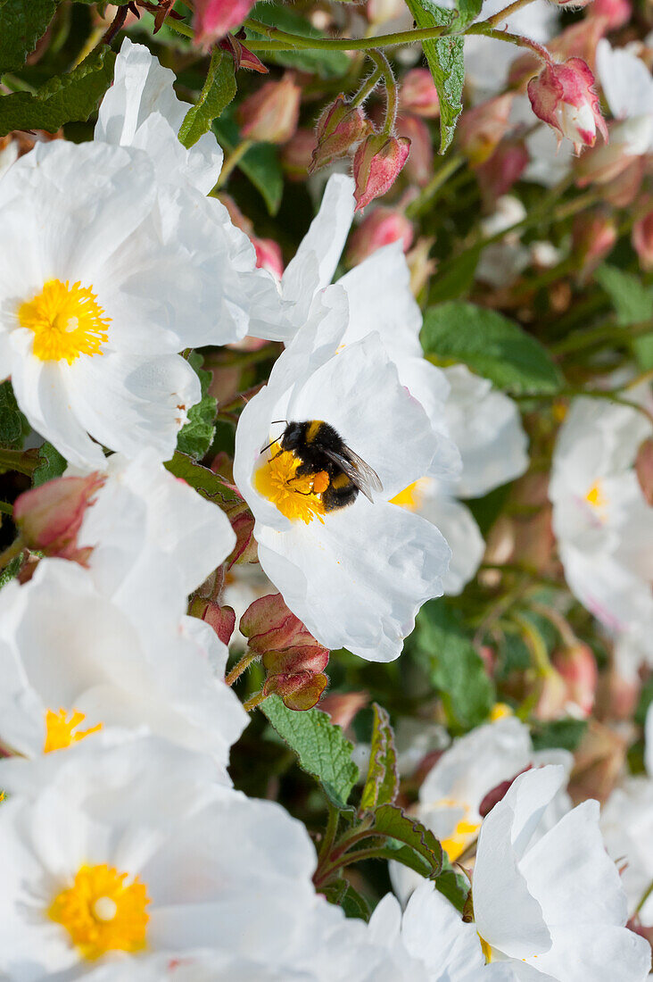 Sage leaved rock rose (Cistus Salviifolius), flowers with bee