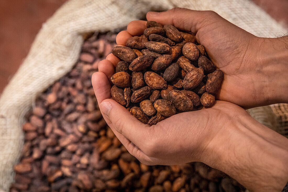 Hände halten Kakaobohnen (Normandie, Frankreich)