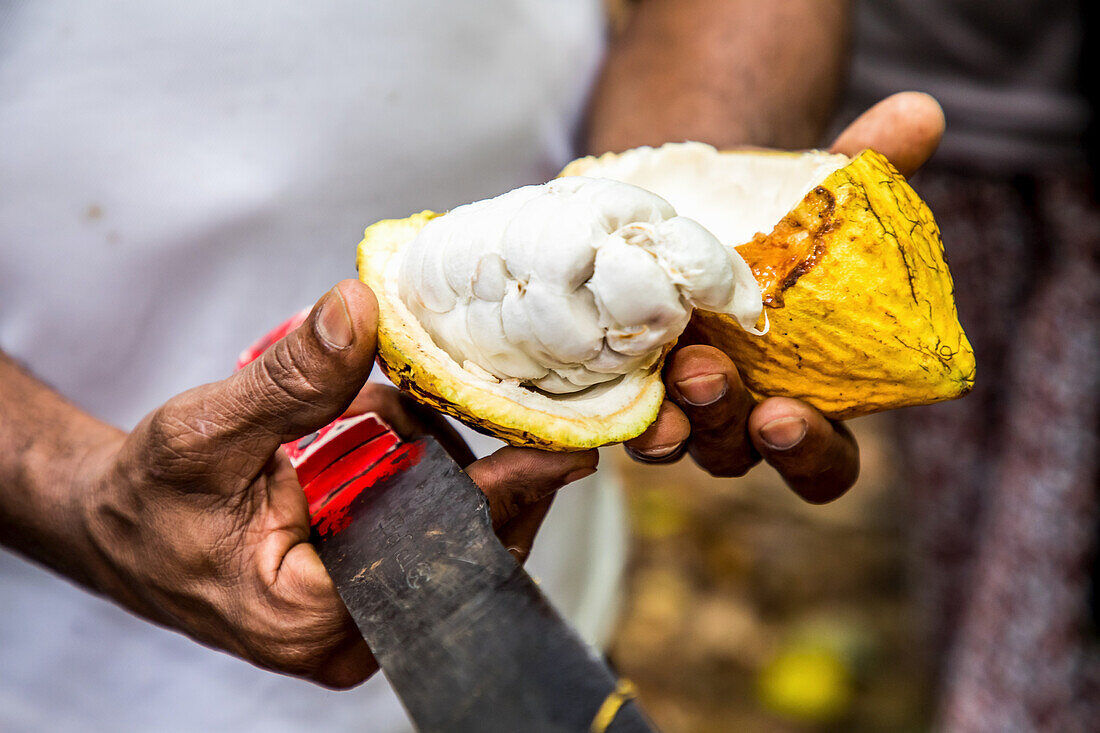 Geöffnete Kakaoschote (Dominikanische Republik)