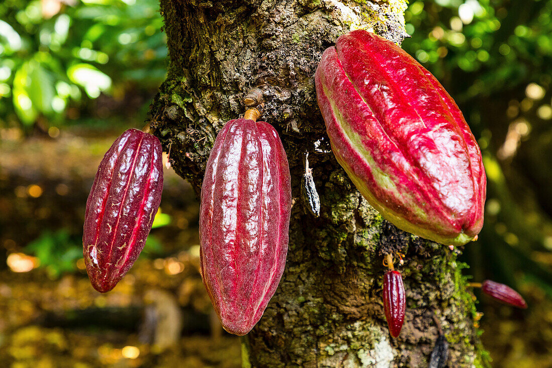 Kakaoschoten am Baum (Dominikanische Republik)