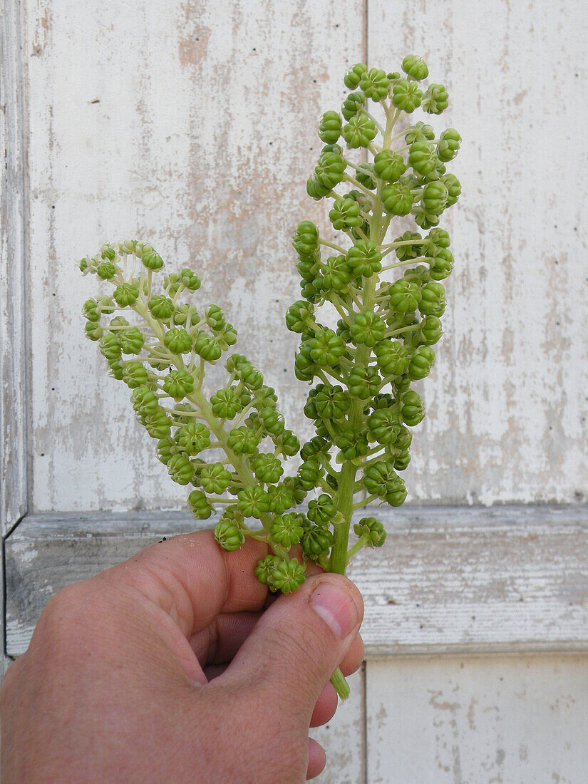 Flowering twigs of the American pokeweed (Phytolacca americana)