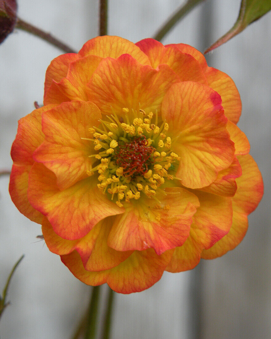 Avens (Geum 'Nonna'), single flower