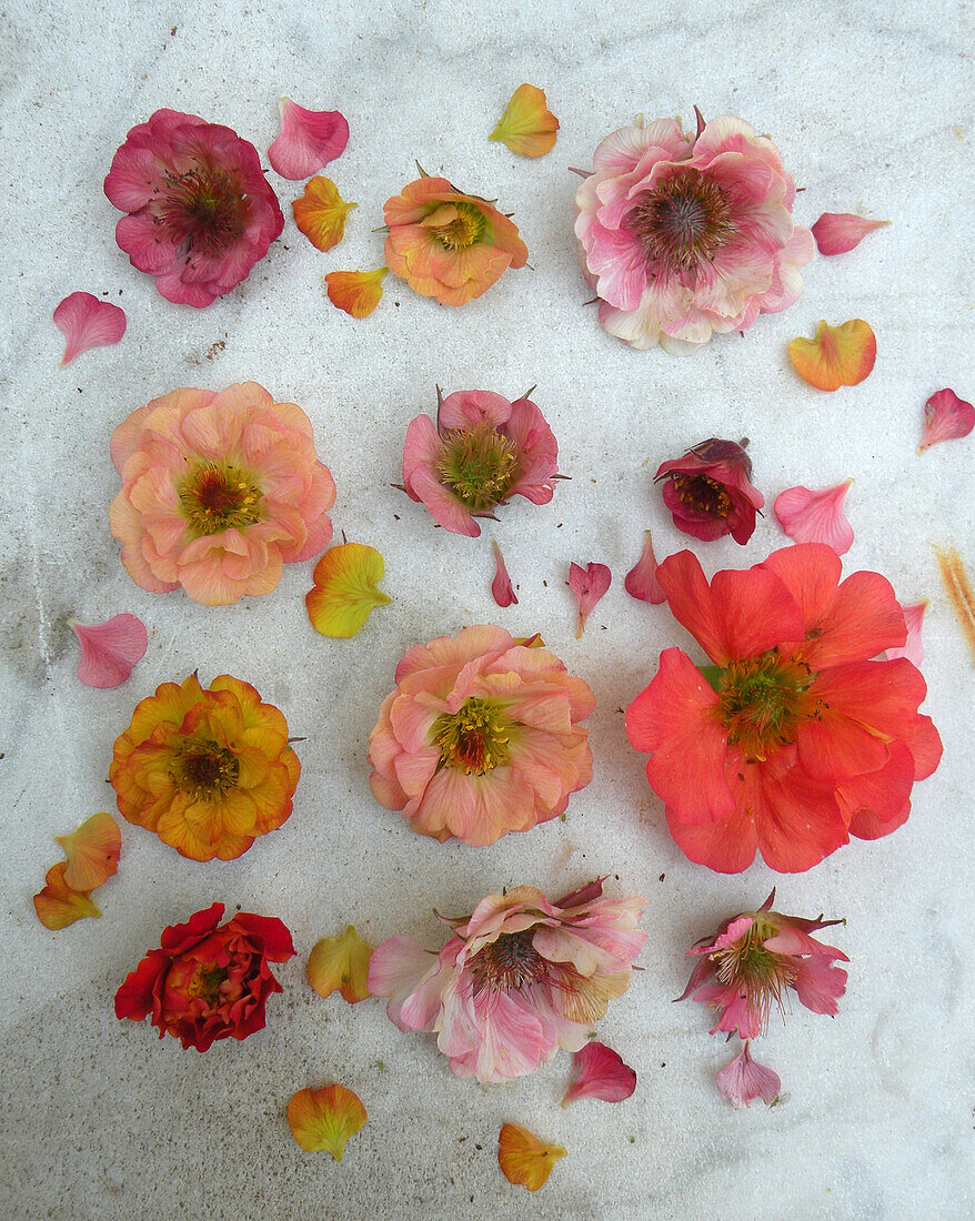 Flower tableau with Avens (Geum), single flower heads