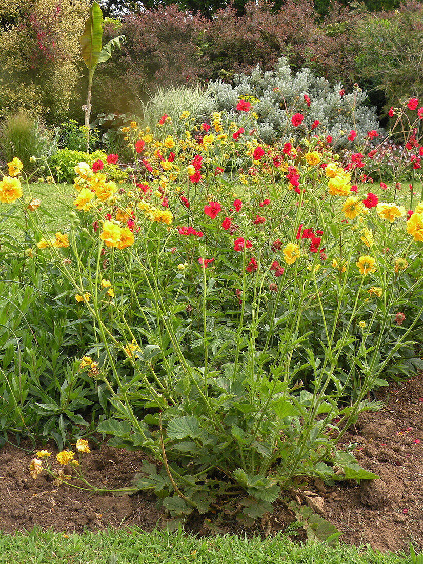 Nelkenwurz (Geum coccineum 'Lady Stratheden', Geum coccineum 'Lady Bradshaw') im Beet