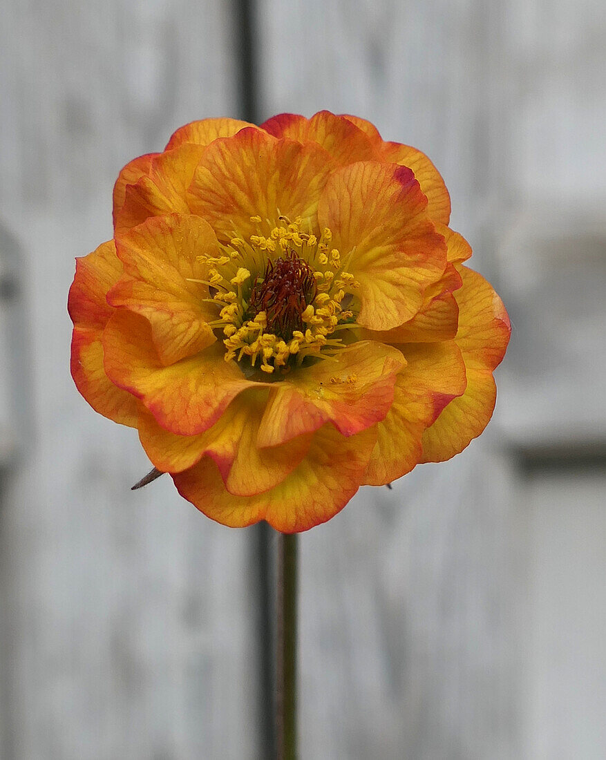 Avens (Geum 'Nonna'), portrait