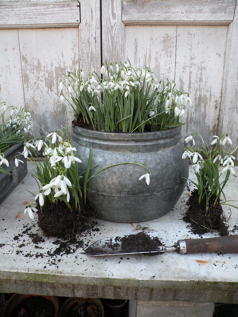 Planting snowdrops (Galanthus) in pots