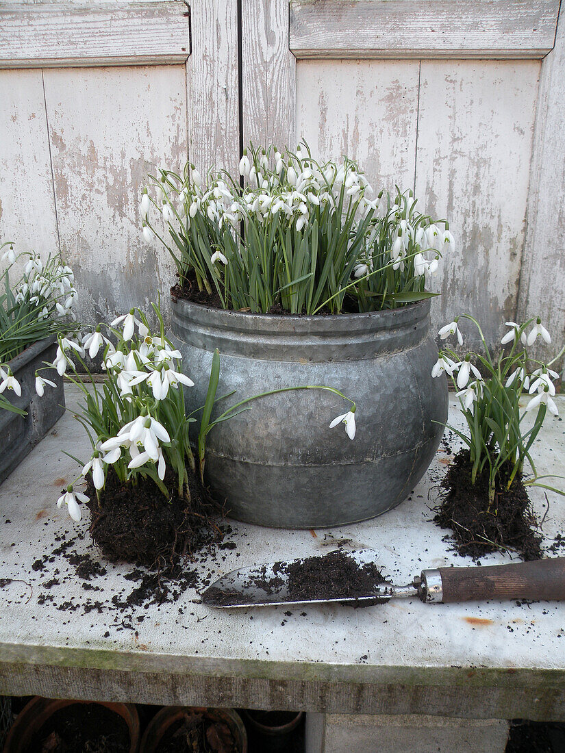 Schneeglöckchen (Galanthus) einpflanzen in Töpfen