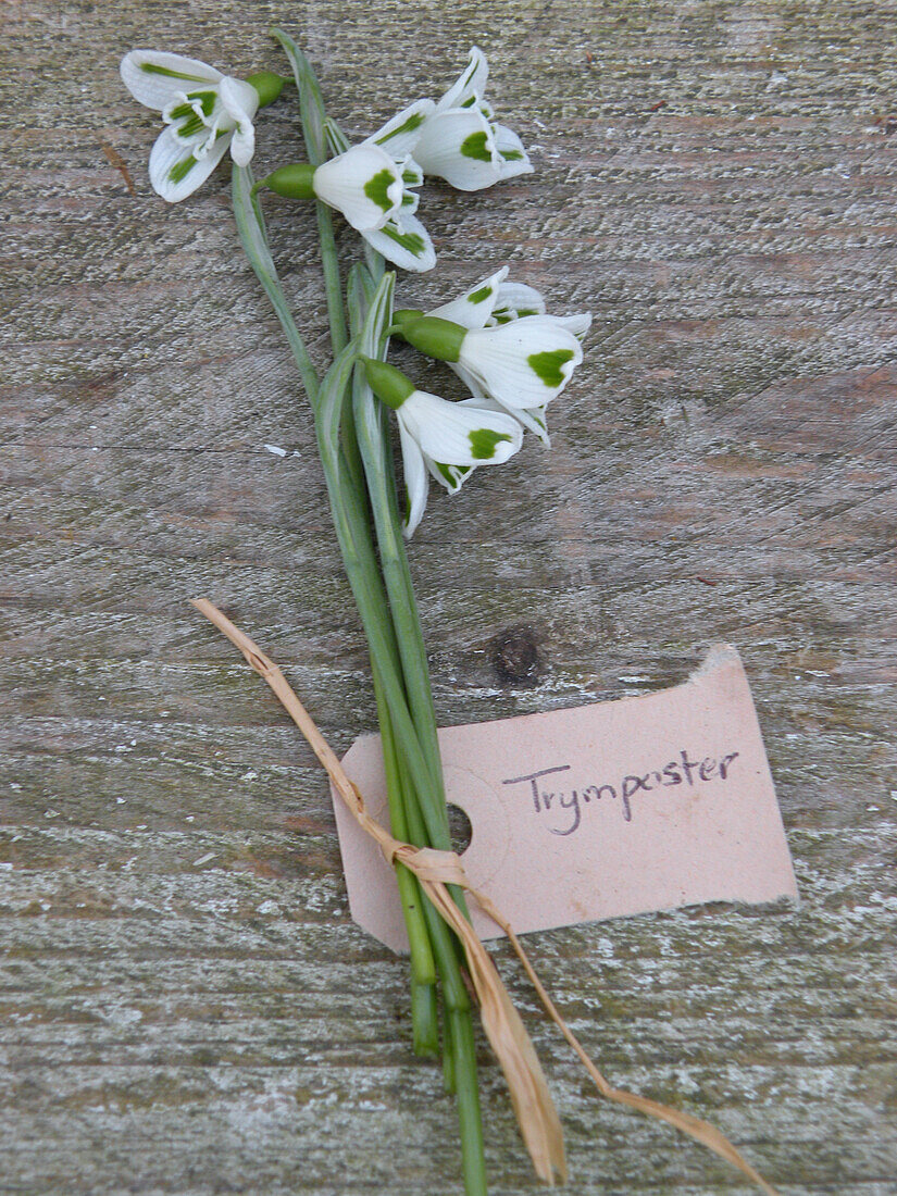 Snowdrop (Galanthus 'Trymposter')