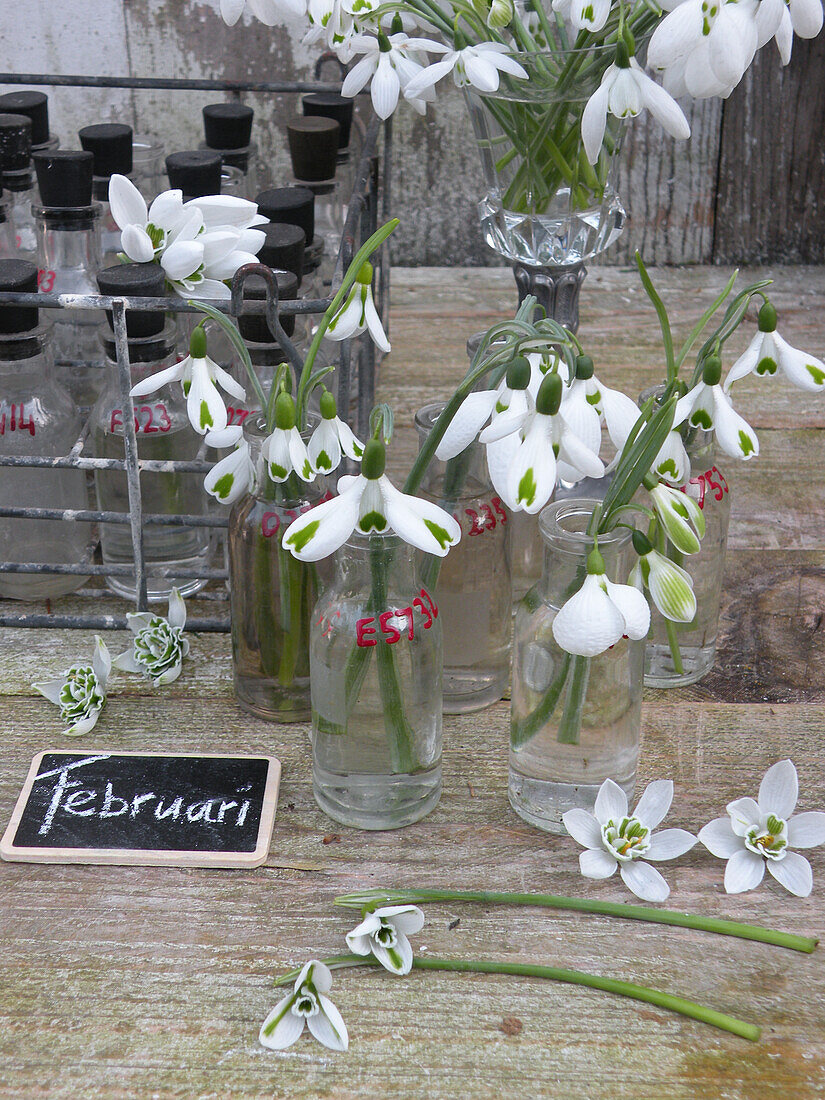 Snowdrops (Galanthus) in vases