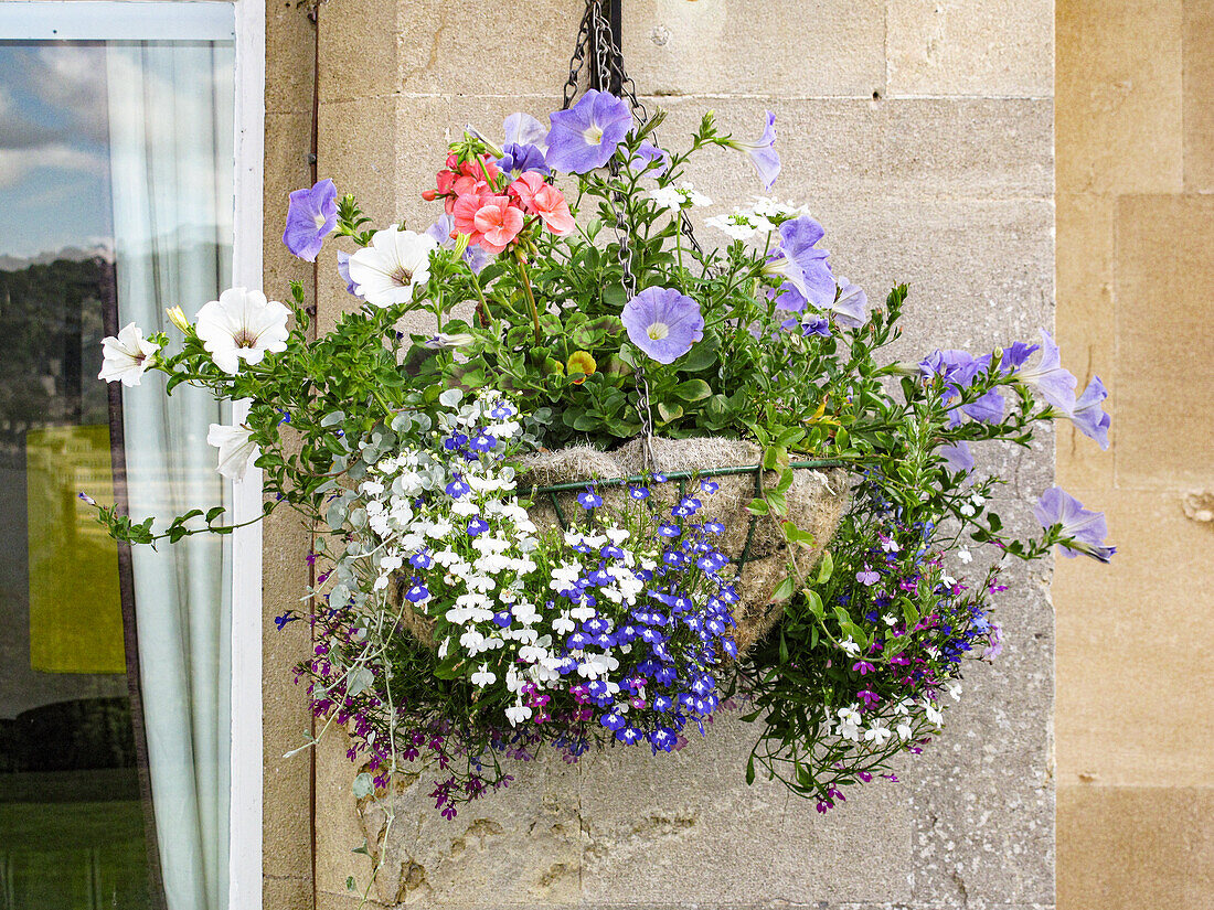 hanging basket with petunias and forget-me-nots (England)