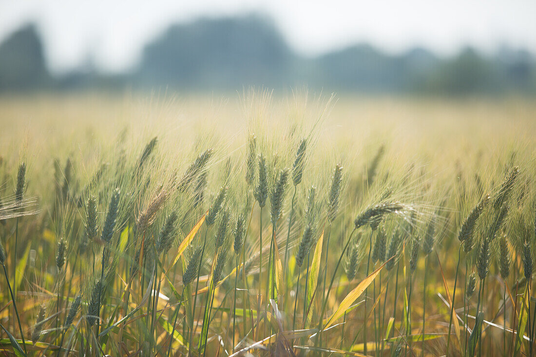 Wheat field, Close-up