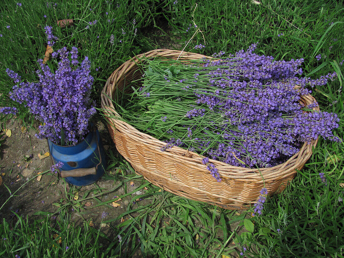 Lavendelblüten (Lavandula angustifolia) im Korb