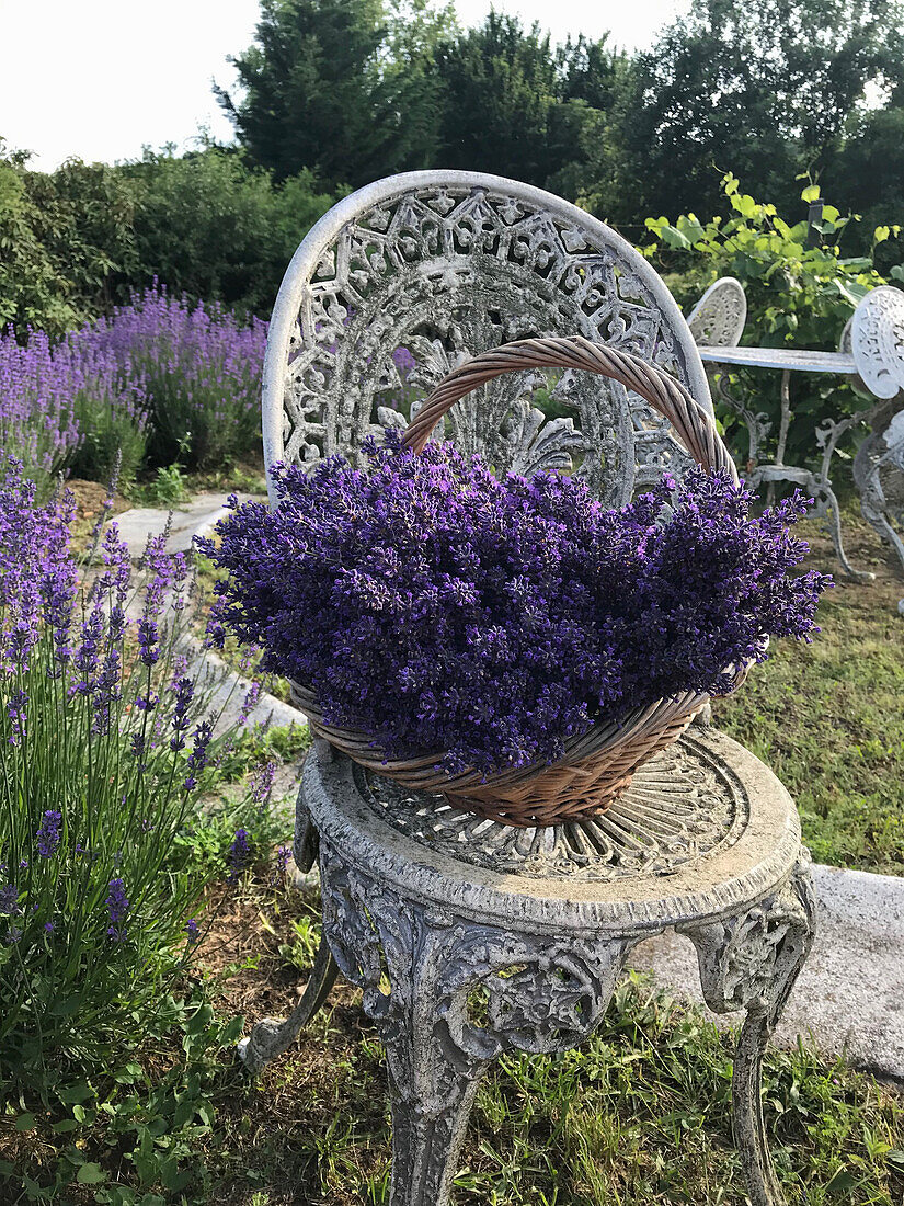 Lavendelblüten im Korb auf Gartenstuhl (Lavandula)