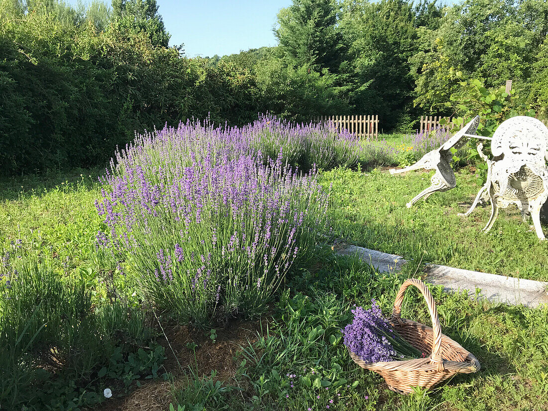 Lavendel (Lavandula) im Garten, Blüten im Korb
