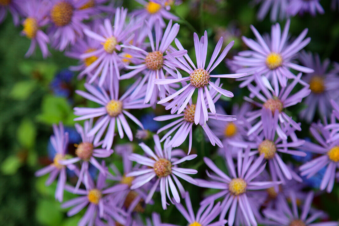 Feinstrahlastern (Erigeron), Blüten