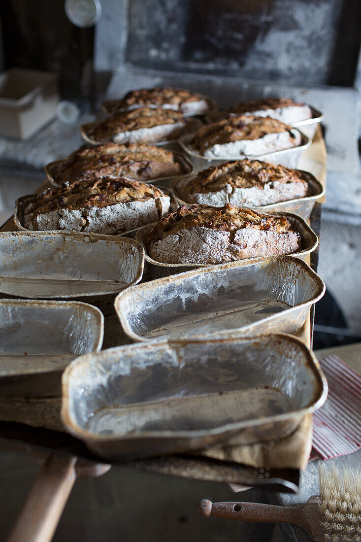 Rosinenbrote in Brotbackformen in einer Bäckerei